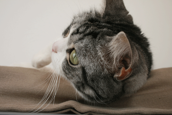 c0011300_13524441.gif