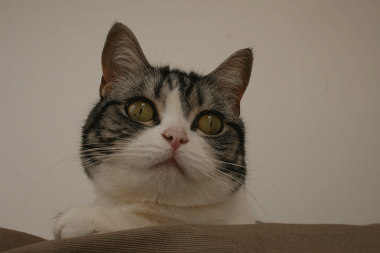 c0011300_13524522.gif