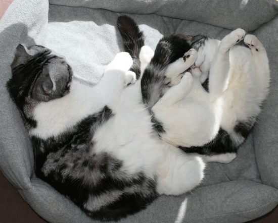 c0011300_13524634.gif