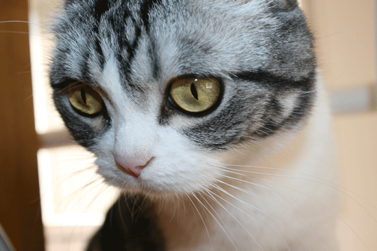 c0011300_13524755.gif
