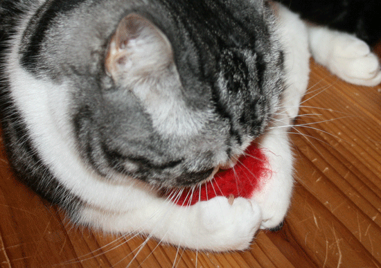 c0011300_13524941.gif