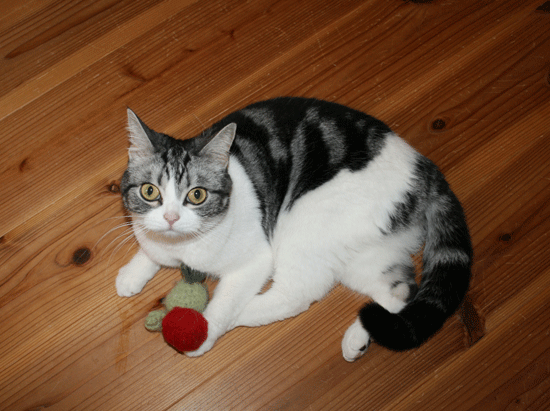 c0011300_13525198.gif