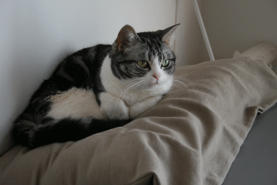 c0011300_13530579.gif