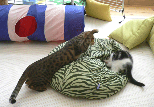 c0011300_13530650.gif