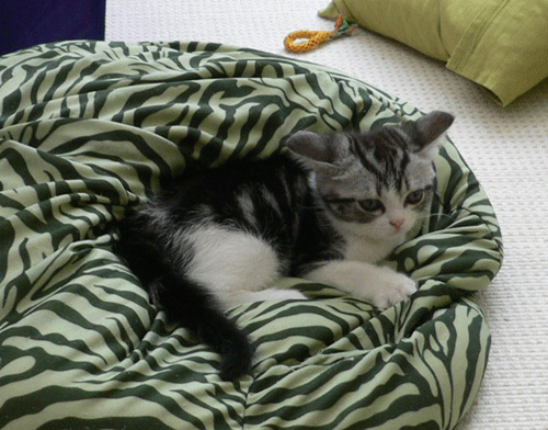 c0011300_13530765.gif