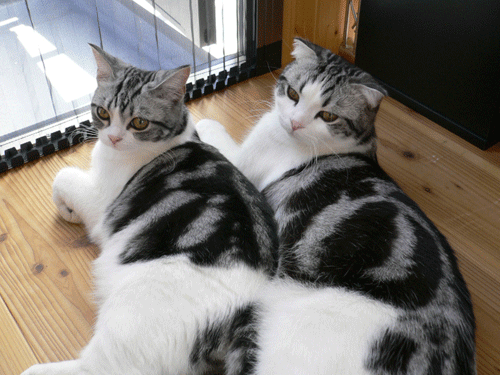 c0011300_13531218.gif