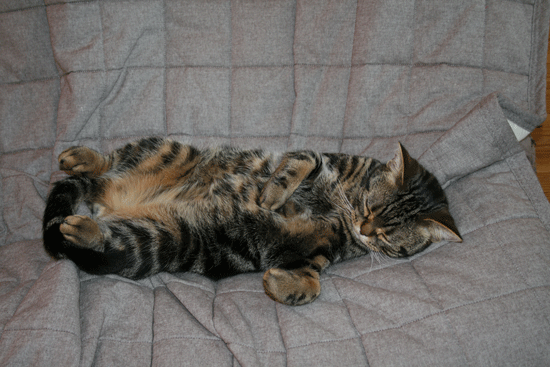 c0011300_13531564.gif