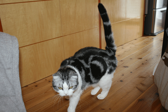 c0011300_13532008.gif