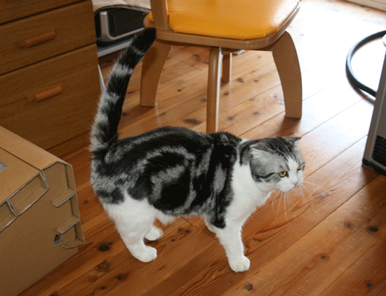 c0011300_13532192.gif
