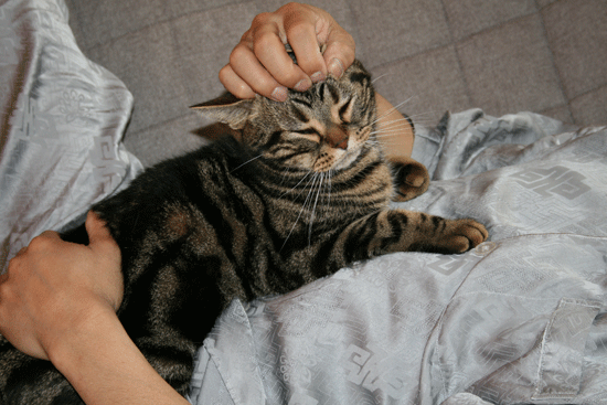 c0011300_13534293.gif