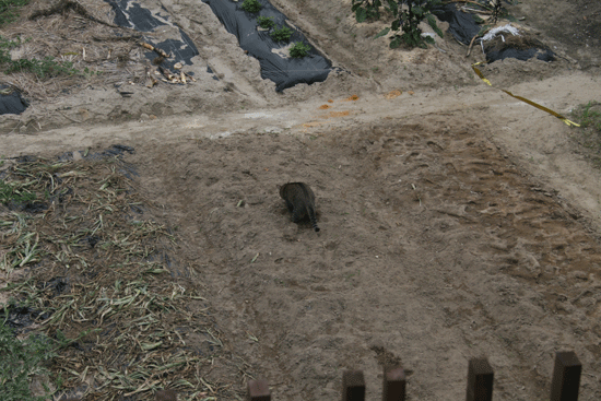 c0011300_13543040.gif