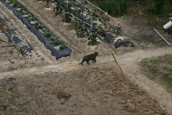 c0011300_13543301.gif