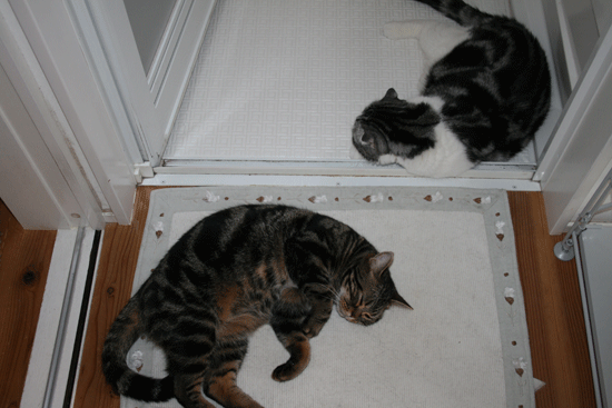 c0011300_13545013.gif