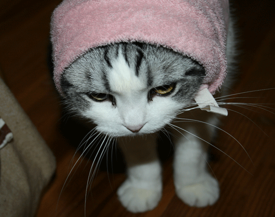 c0011300_13545141.gif