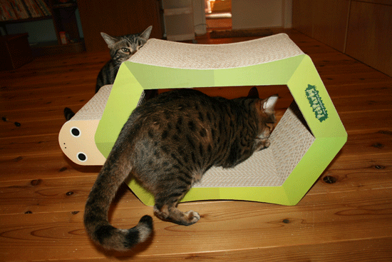 c0011300_13545293.gif