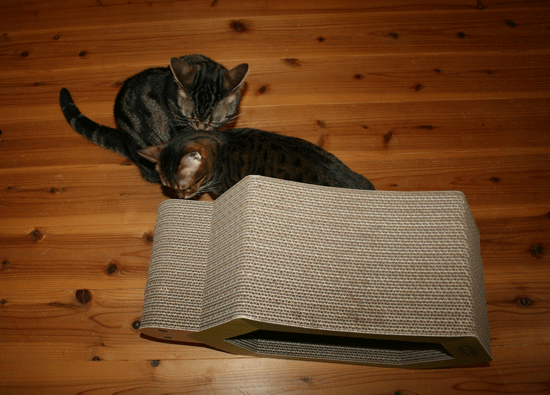 c0011300_13545319.gif