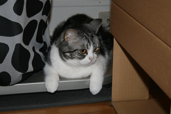 c0011300_13545461.gif
