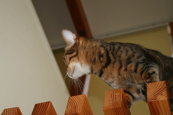 c0011300_13545852.gif