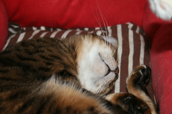 c0011300_13550010.gif
