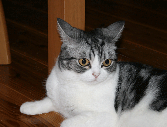 c0011300_13550614.gif