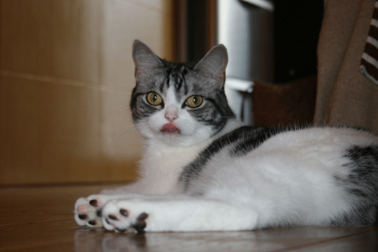 c0011300_13550649.gif