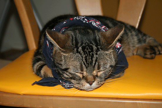 c0011300_13550882.gif