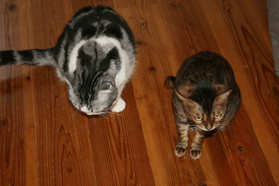 c0011300_13551394.gif