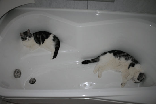 c0011300_13551471.gif