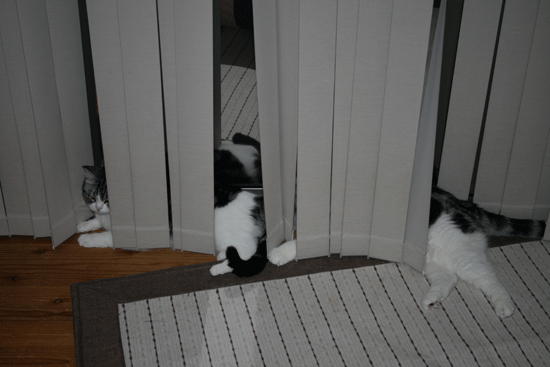c0011300_13551812.gif
