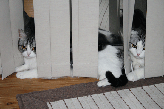 c0011300_13551877.gif