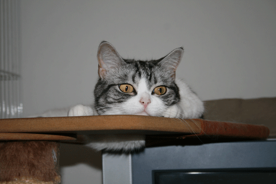 c0011300_13552106.gif