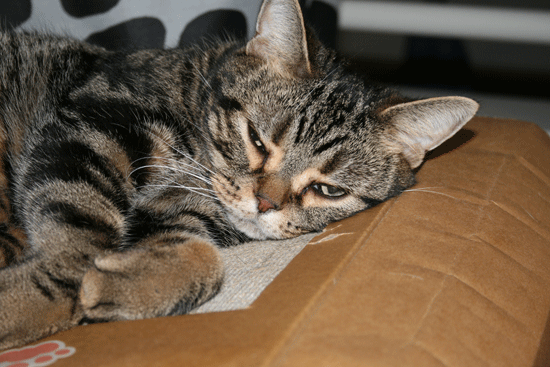 c0011300_13552242.gif