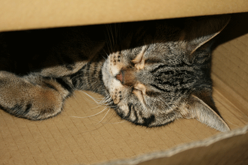 c0011300_13555886.gif
