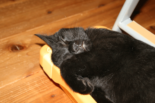 c0011300_13555915.gif