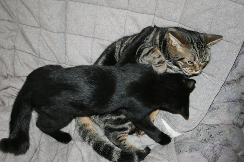 c0011300_13562423.gif