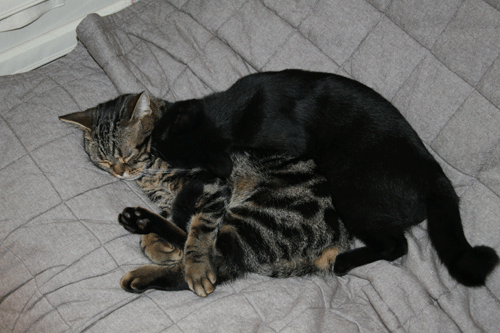 c0011300_13562587.gif