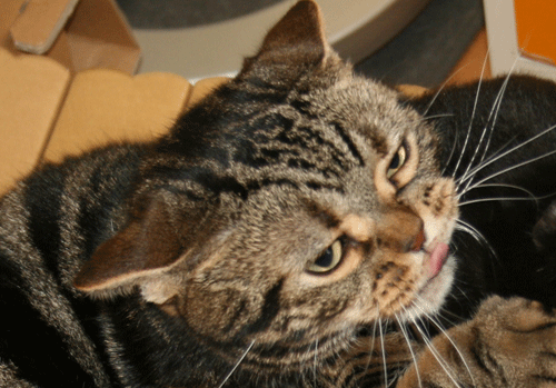 c0011300_13564645.gif
