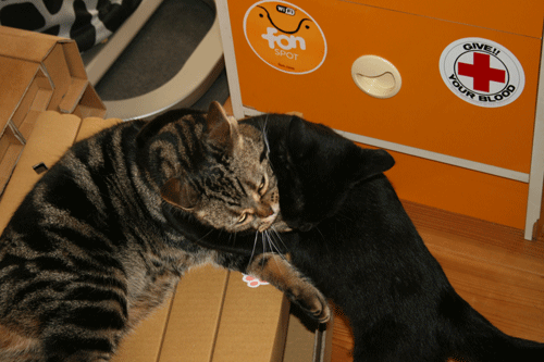 c0011300_13564730.gif