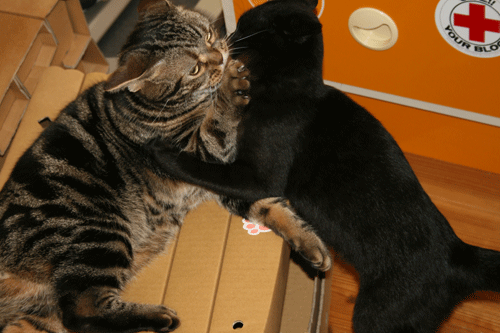 c0011300_13564807.gif