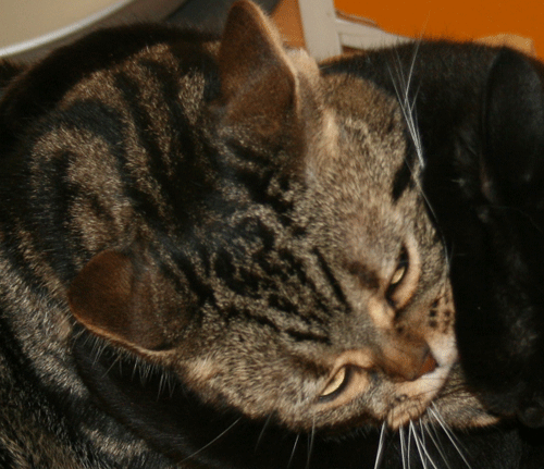 c0011300_13564853.gif