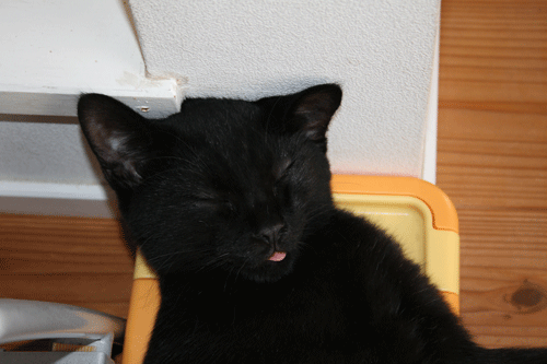 c0011300_13565754.gif