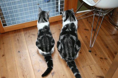 c0011300_13565851.gif