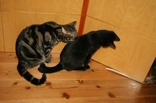 c0011300_13565880.gif