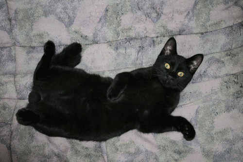 c0011300_13570037.gif