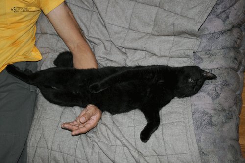 c0011300_13570073.gif