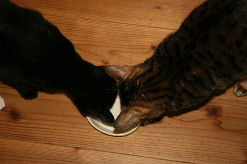 c0011300_13570107.gif
