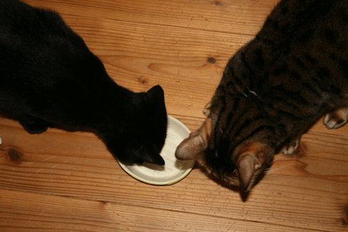 c0011300_13570255.gif