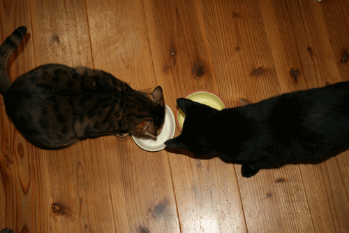 c0011300_13570322.gif