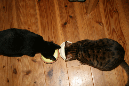 c0011300_13570374.gif