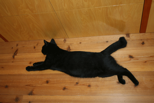 c0011300_13570418.gif